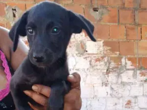 Cachorro raça Srd idade 2 a 6 meses nome Neguinha