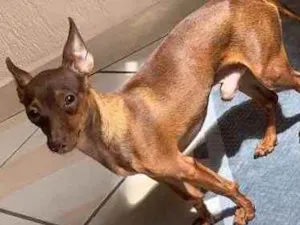 Cachorro raça Pinsher  idade 1 ano nome Brad