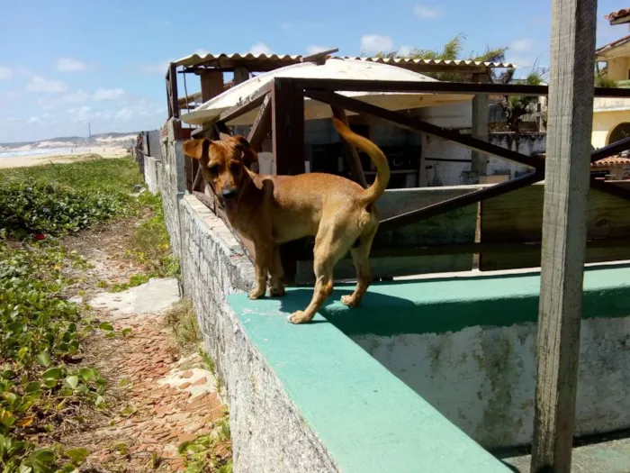 Cachorro ra a SRD com traços de salsicha idade 1 ano nome Simba