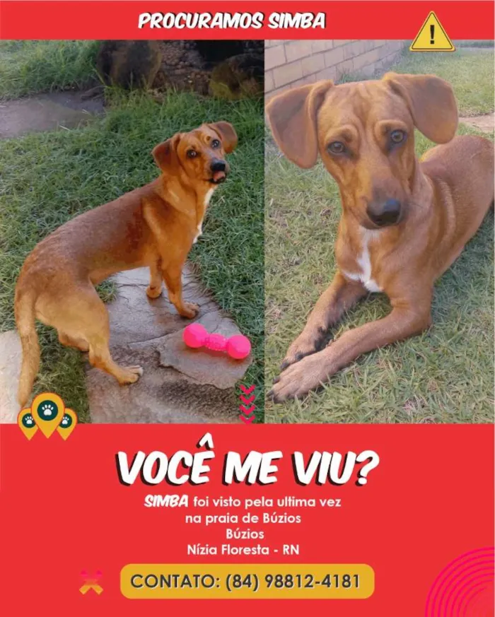 Cachorro ra a SRD com traços de salsicha idade 1 ano nome Simba