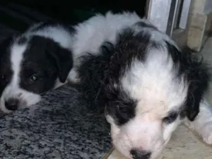 Cachorro raça Srd idade Abaixo de 2 meses nome bebezinhos 45 dias