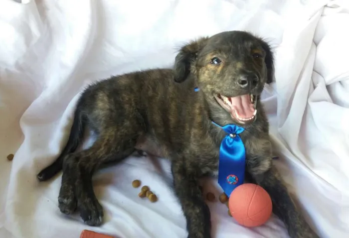 Cachorro ra a SRD idade 2 a 6 meses nome Tigre 