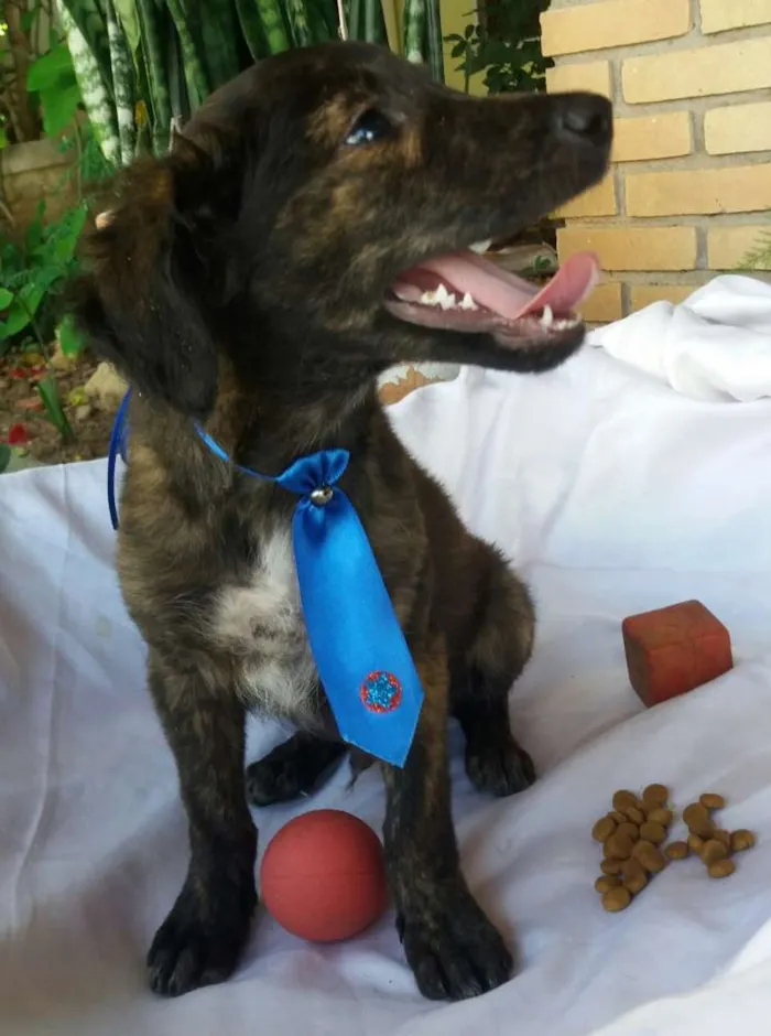 Cachorro ra a SRD idade 2 a 6 meses nome Tigre 