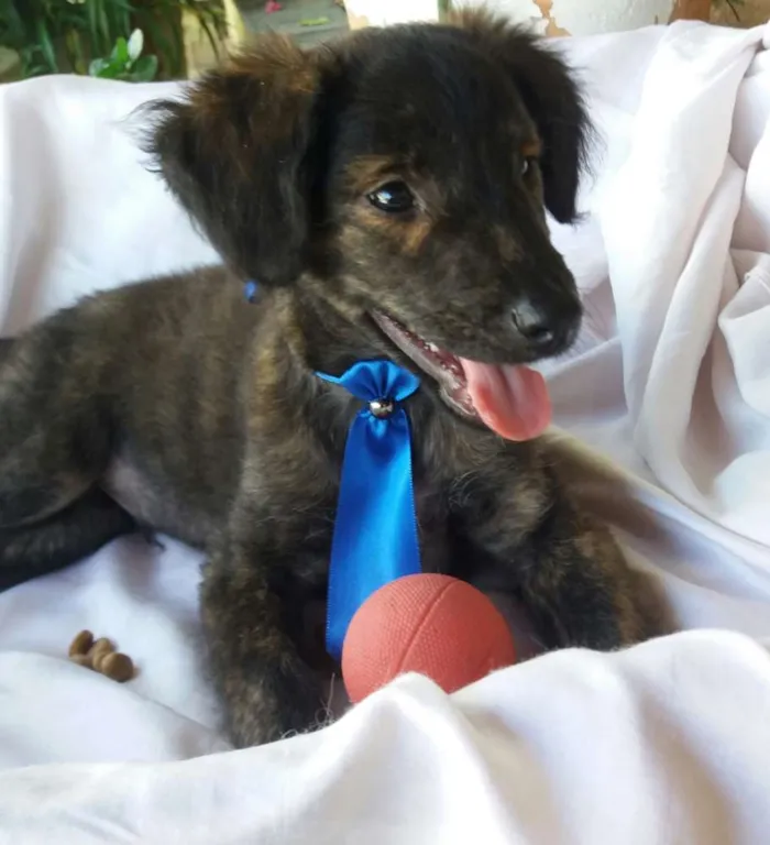 Cachorro ra a SRD idade 2 a 6 meses nome Tigre 