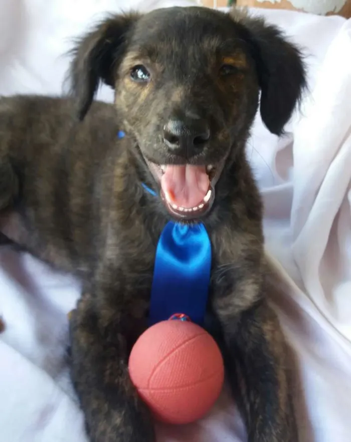 Cachorro ra a SRD idade 2 a 6 meses nome Tigre 