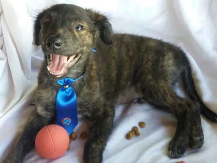 Cachorro ra a SRD idade 2 a 6 meses nome Tigre 
