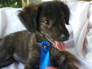 Cachorro raça SRD idade 2 a 6 meses nome Tigre 