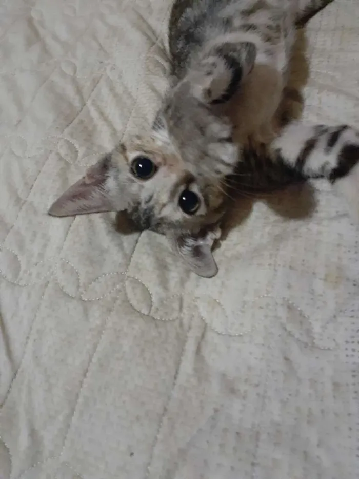 Gato raça Vira lata  idade 2 a 6 meses nome Gatinha