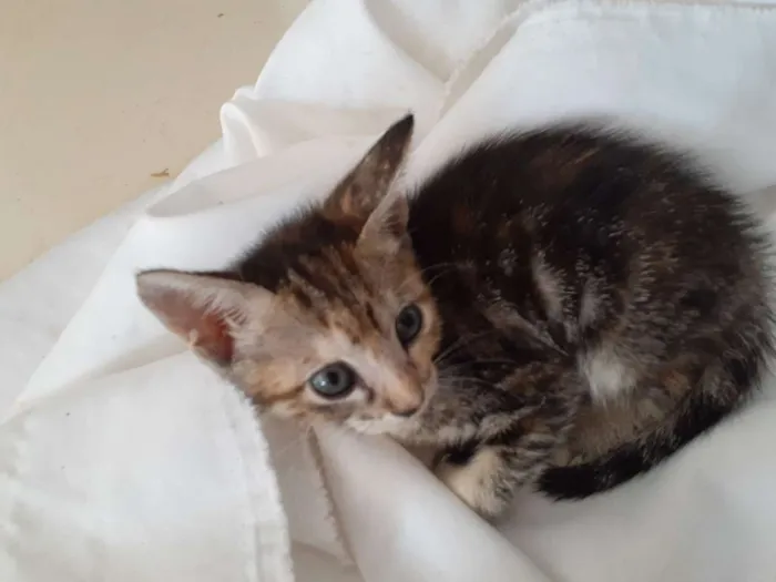 Gato raça Vira lata  idade 2 a 6 meses nome Gatinha