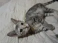 Gatinha