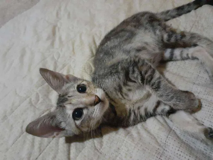 Gato raça Vira lata  idade 2 a 6 meses nome Gatinha