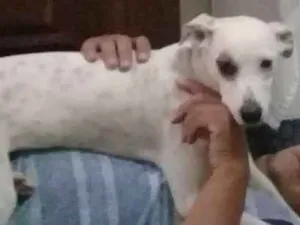 Cachorro raça Sem raça definida idade 3 anos nome Hana