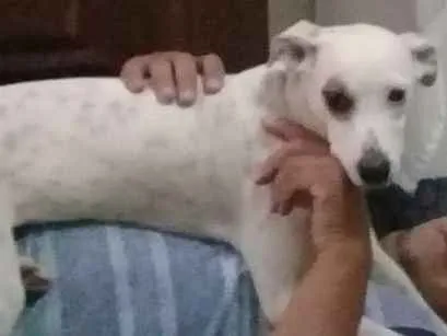 Cachorro ra a Sem raça definida idade 3 anos nome Hana