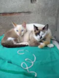 Gatos