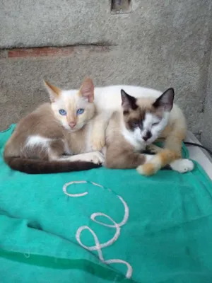 Gato raça Não sei idade 2 a 6 meses nome Gatos