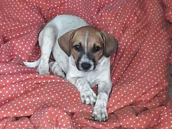 Cachorro ra a Sem raça definida idade 2 a 6 meses nome Sem nome