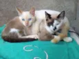 Gatos