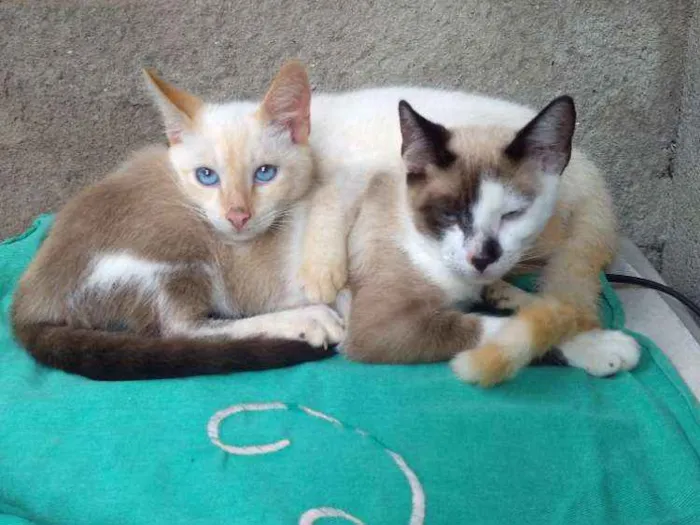 Gato raça Não sei idade 2 a 6 meses nome Gatos