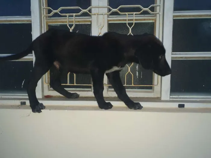 Cachorro raça SRD idade Abaixo de 2 meses nome Amora, Obama, Ameixa