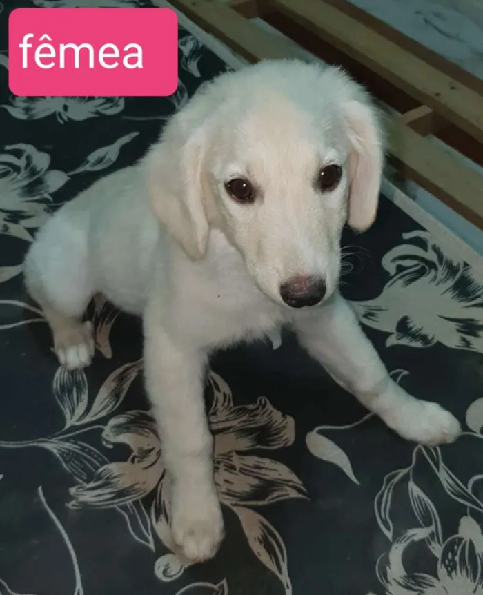 Cachorro raça SRD idade Abaixo de 2 meses nome Amora, Obama, Ameixa