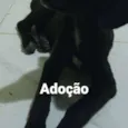 Amora, Obama, Ameixa