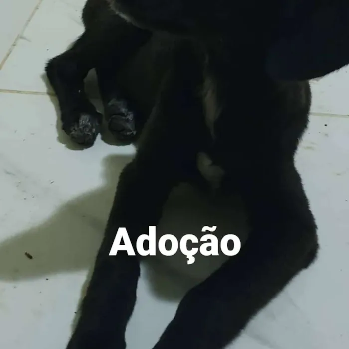 Cachorro raça SRD idade Abaixo de 2 meses nome Amora, Obama, Ameixa