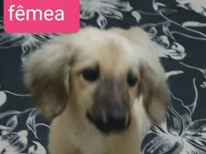 Cachorro raça SRD idade Abaixo de 2 meses nome Amora, Obama, Ameixa