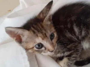 Gato raça Vira lata  idade 2 a 6 meses nome Gatinha