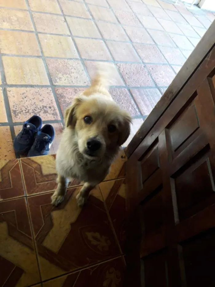 Cachorro ra a Vira lata  idade 3 anos nome Harry