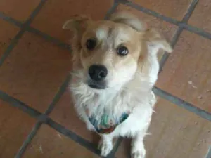 Cachorro raça Vira lata  idade 3 anos nome Harry