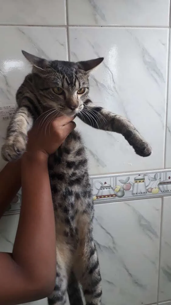 Gato raça  idade 7 a 11 meses nome Nina, Meg, Florzinha