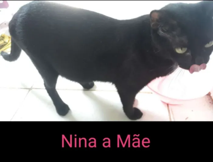 Gato raça  idade 7 a 11 meses nome Nina, Meg, Florzinha