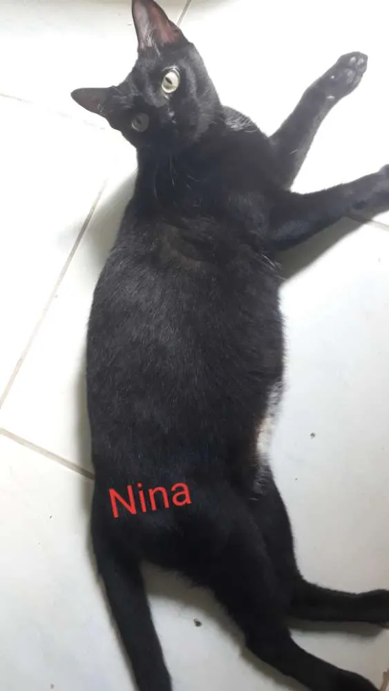 Gato raça  idade 7 a 11 meses nome Nina, Meg, Florzinha