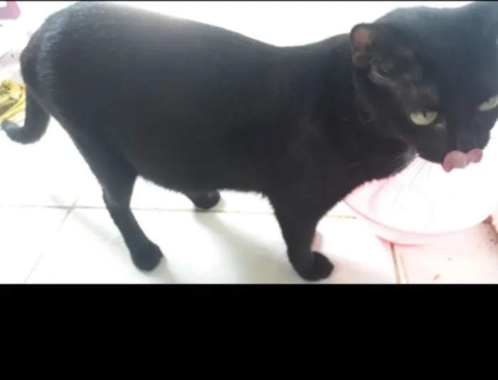 Gato raça  idade 1 ano nome Nina