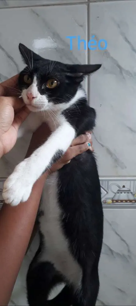 Gato raça  idade 7 a 11 meses nome THÉO
