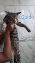 Guido