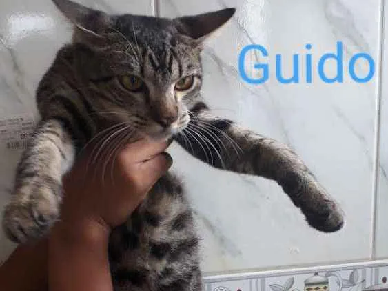 Gato raça  idade 7 a 11 meses nome Guido