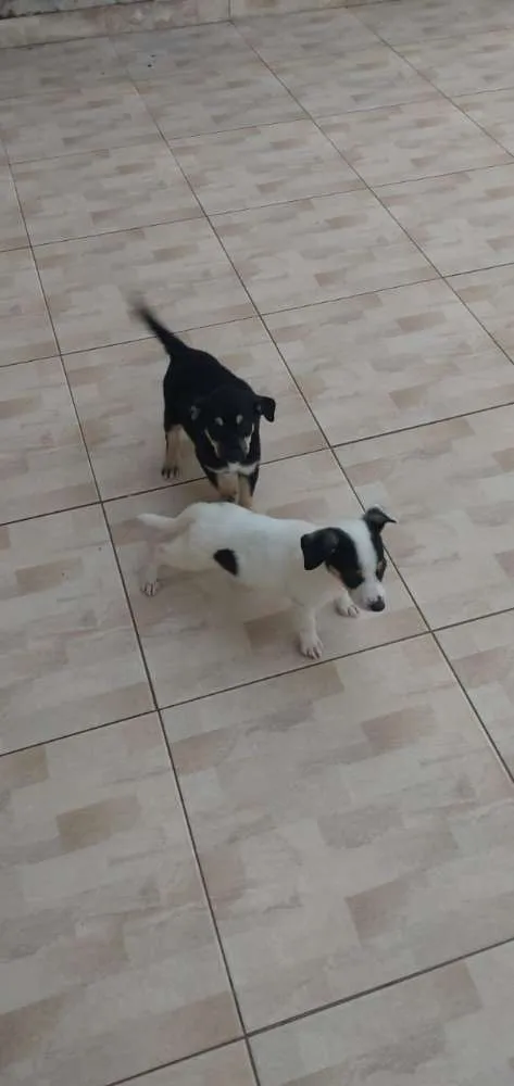 Cachorro ra a  idade 2 a 6 meses nome Chorão 