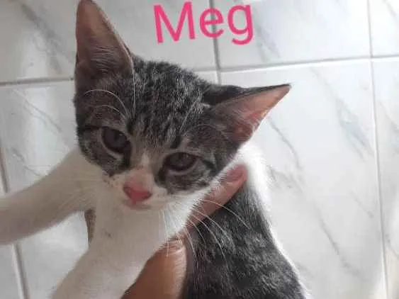 Gato raça  idade 2 a 6 meses nome Meg