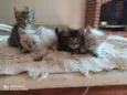 Gato 