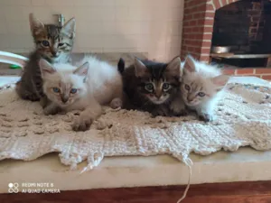Gato raça Doméstico  idade Abaixo de 2 meses nome Gato 