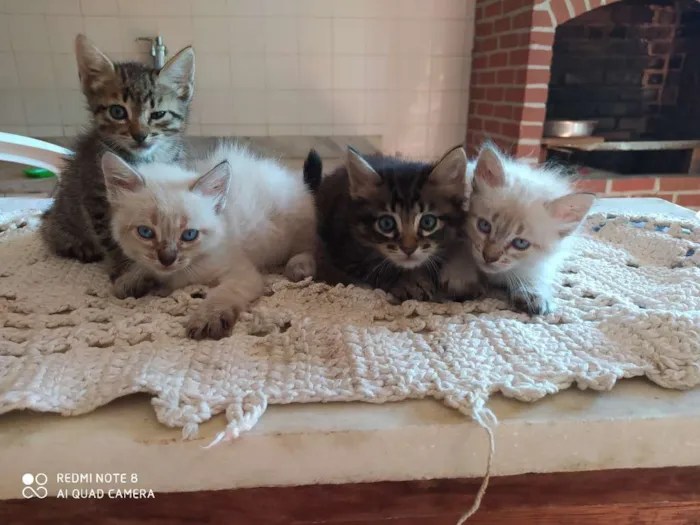 Gato ra a Doméstico  idade Abaixo de 2 meses nome Gato 