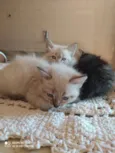 Gato 