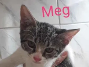 Gato raça  idade 2 a 6 meses nome Meg