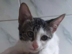 Gato raça  idade 2 a 6 meses nome Florzinha