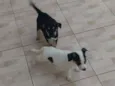 Chorão 