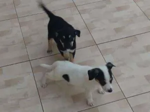 Cachorro raça  idade 2 a 6 meses nome Chorão 