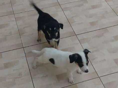 Cachorro ra a  idade 2 a 6 meses nome Chorão 