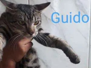 Gato raça  idade 7 a 11 meses nome Guido