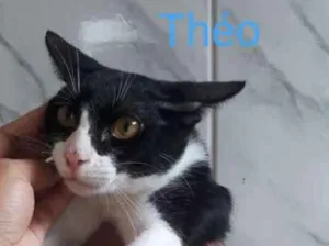 Gato raça  idade 7 a 11 meses nome THÉO